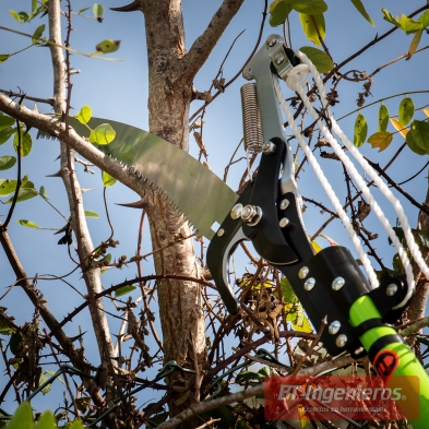 Detalle del corte con la sierra curva en ramas altas durante la poda